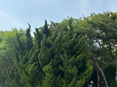 -燕儿岛山公园