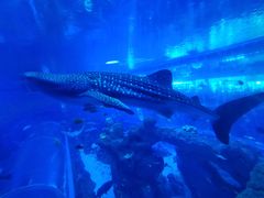 -成都浩海立方海洋公园