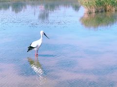 -盐城丹顶鹤湿地生态旅游区