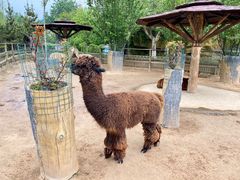 -辛玛王国游乐园