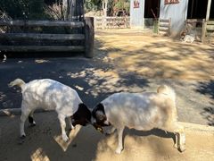 -费瑟代尔野生动物园