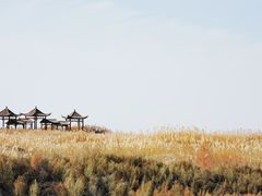 -金塔沙漠胡杨林景区