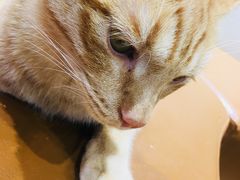 -藏猫猫咖啡主题馆(中央大道店)