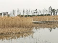 -鹦鹉洲湿地公园
