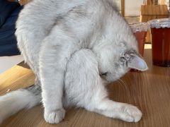 -猫的茶·猫咖