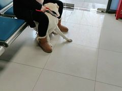 -申普宠物医院·眼科·心内科·影像科(普陀分院)