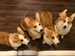 -柯斗斗主题餐厅·狗咖·围炉煮茶·茶饮(国瑞升平里店)