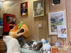 -MOCHA明星猫咖(田子坊店)