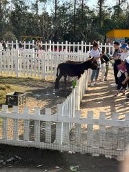 点击看大图 -前小桔亲子创意农场·草莓采摘·露营烧烤