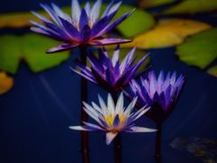 -国家植物园南园