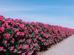 -上海滨江森林公园