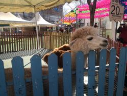 -萌宠亲子动物乐园(槐房万达店)