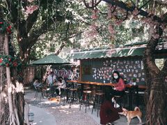 -柴犬高等学院·狗咖·柴犬售卖·宠物训练