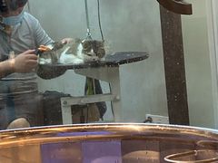 -PETKIT小佩宠物·低压洗护(国顺东路店)