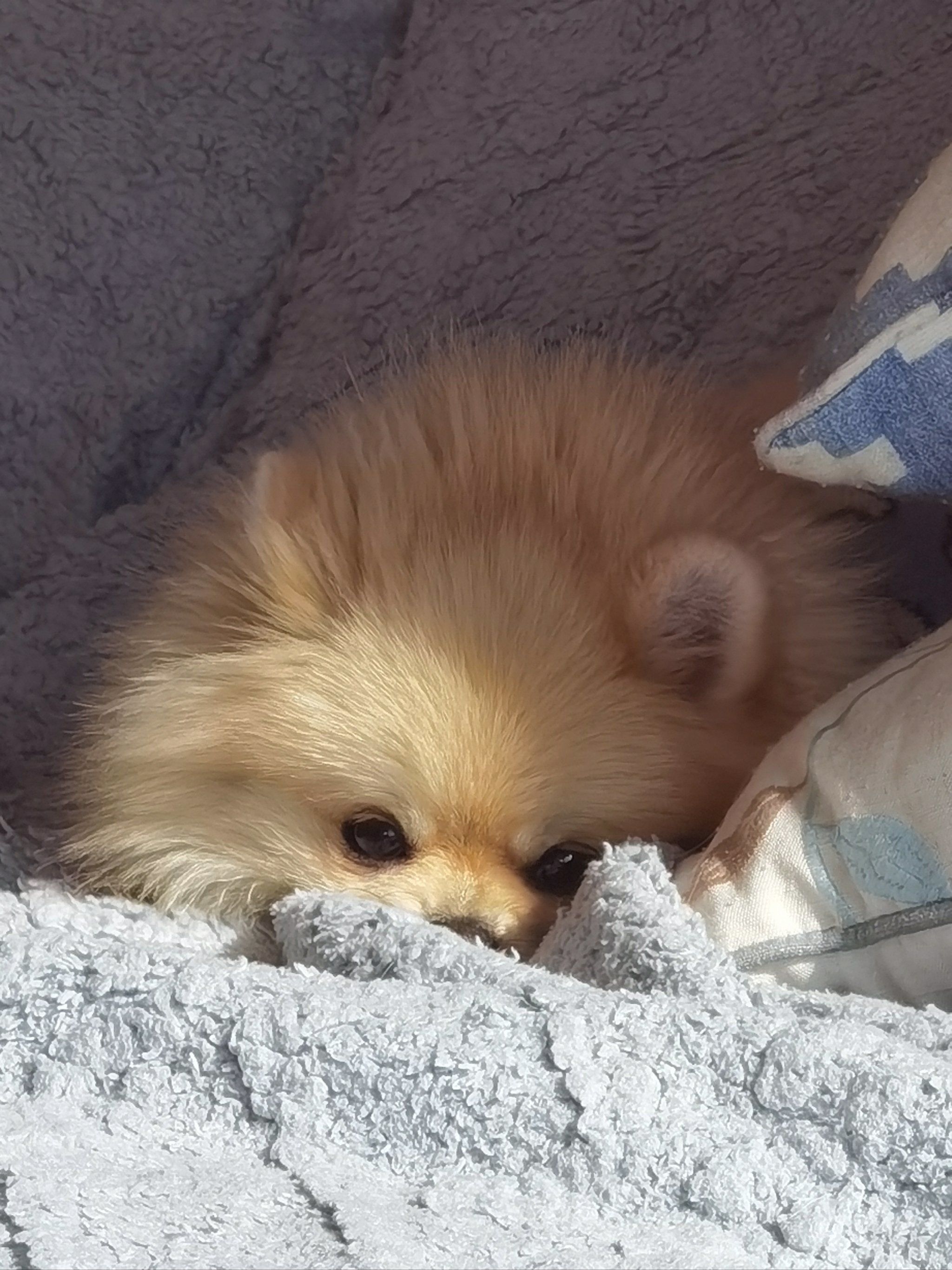 睡眼惺忪的修狗