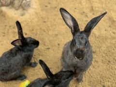 -三亚海棠湾万丽度假酒店