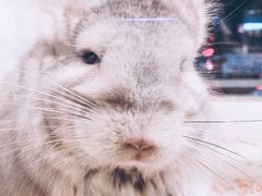 -龙猫仔乐园(惠福东路店)