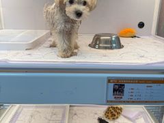 -翊宠yipet猫狗购宠庄园犬舍•猫舍