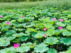 -马家湾湿地公园