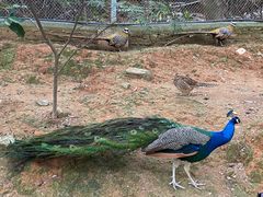 -泉州海丝野生动物世界