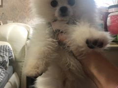 -翊宠yipet猫狗购宠庄园犬舍•猫舍