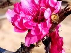 -南国桃园旅游度假区