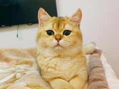 -东方名猫馆·英短金渐层布偶猫舍(环线广场1号楼店)