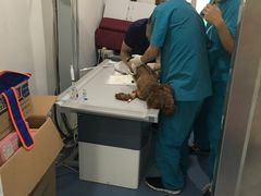 -伟伟宠物医院·CT影像中心·瑞派犬猫综合性门诊(汉口总院)