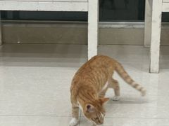-瑞鹏宠物医院·夜间急症·心超·猫科(祖庙分店)