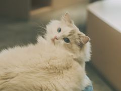 -瞄一喵猫咖(格力海岸店)