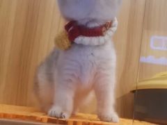 -欣宠猫屋·矮脚拿破仑·蓝金金渐层