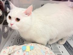 -FAELING PETS美天灵宠物(富力广场店)