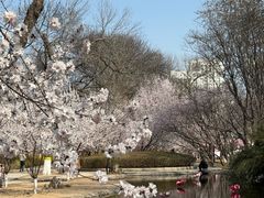 -桃花堤公园