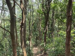 -黄埔油麻山森林公园