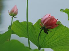 -成都市文化公园