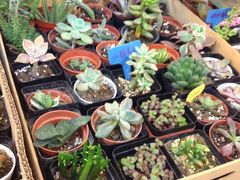 iphone_upload_pic-双季花艺园艺市场(浦东店)