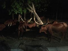 -清迈夜间动物园