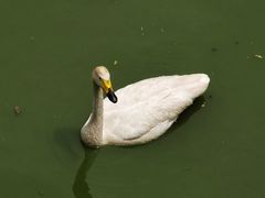 -北京麋鹿生态实验中心