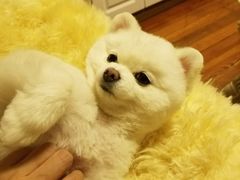 -PETKIT小佩宠物(昭化店)