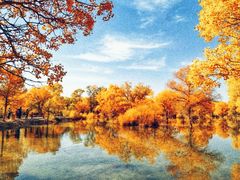 -金塔沙漠胡杨林景区