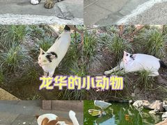 -龙华寺