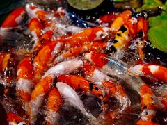 -昆山城市生态森林公园