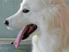 -瑞派福兴宠物医院犬猫全科·骨科·中西医结合(河东店)