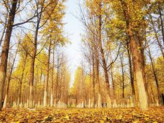 -渭河城市绿地运动公园