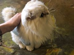 -猫猫幼稚园·撸猫·桌游·电玩
