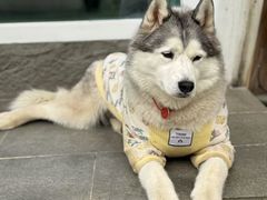 -爪吧宠物乐园 (温榆河示范区店)