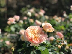 -人民公园(罗湖区)