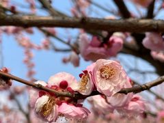 -苏州上方山国家森林公园