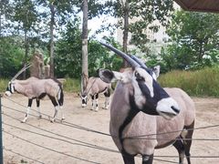 -大连森林动物园