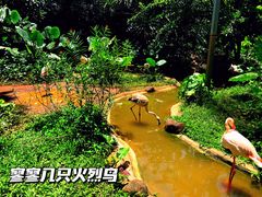 -海南热带野生动植物园